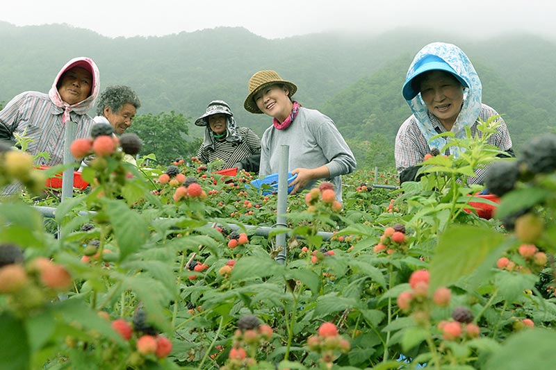 복분자
