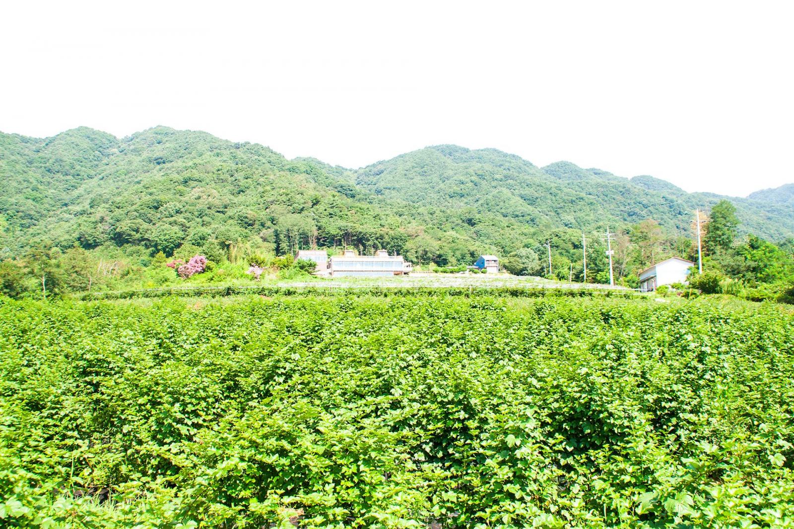 이수미팜베리 거창 농장 전경